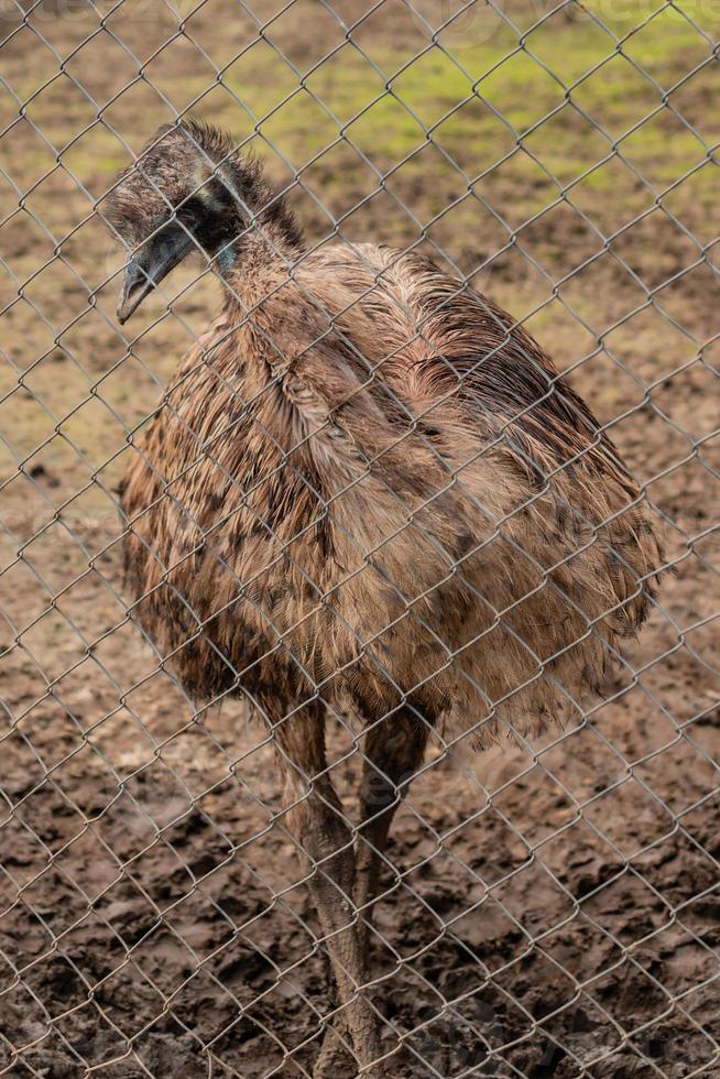 Adult ostrich of an emu in the open-air cage of a zoo photo