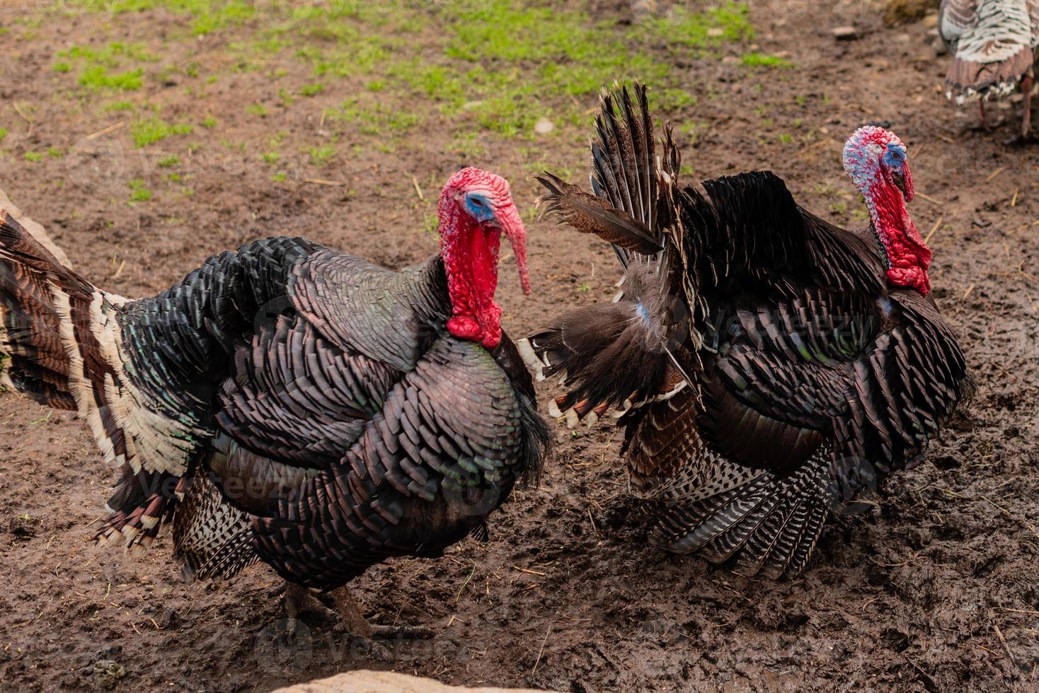 Beautiful adult multi-colored turkey-cock on the farmyard photo