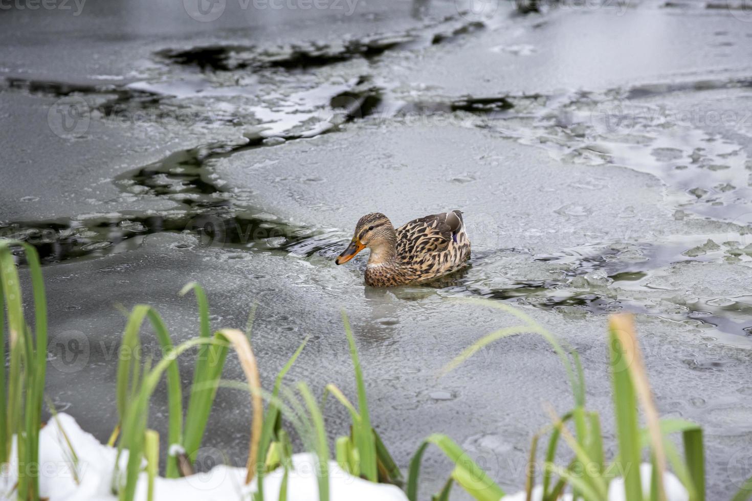 Female mallard duck playing, floating and squawking on winter ice frozen city park pond. photo