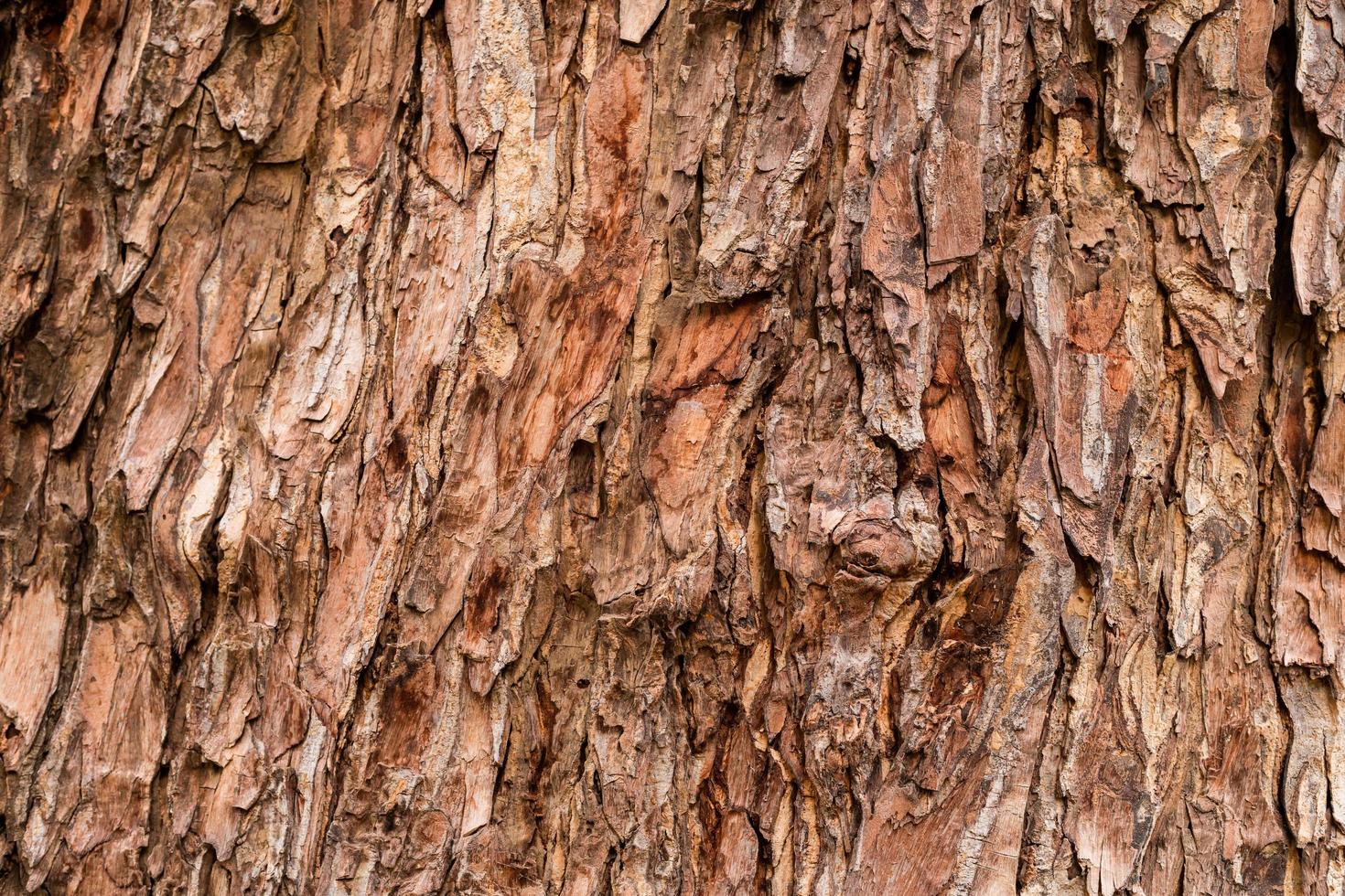 hermosa corteza de árbol con garras marrones estampadas. foto