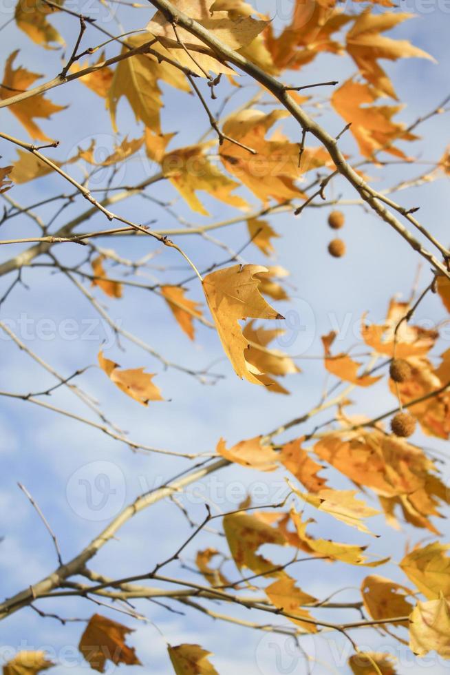hermoso fondo de hojas de otoño. Fondo de hojas secas en otoño. foto