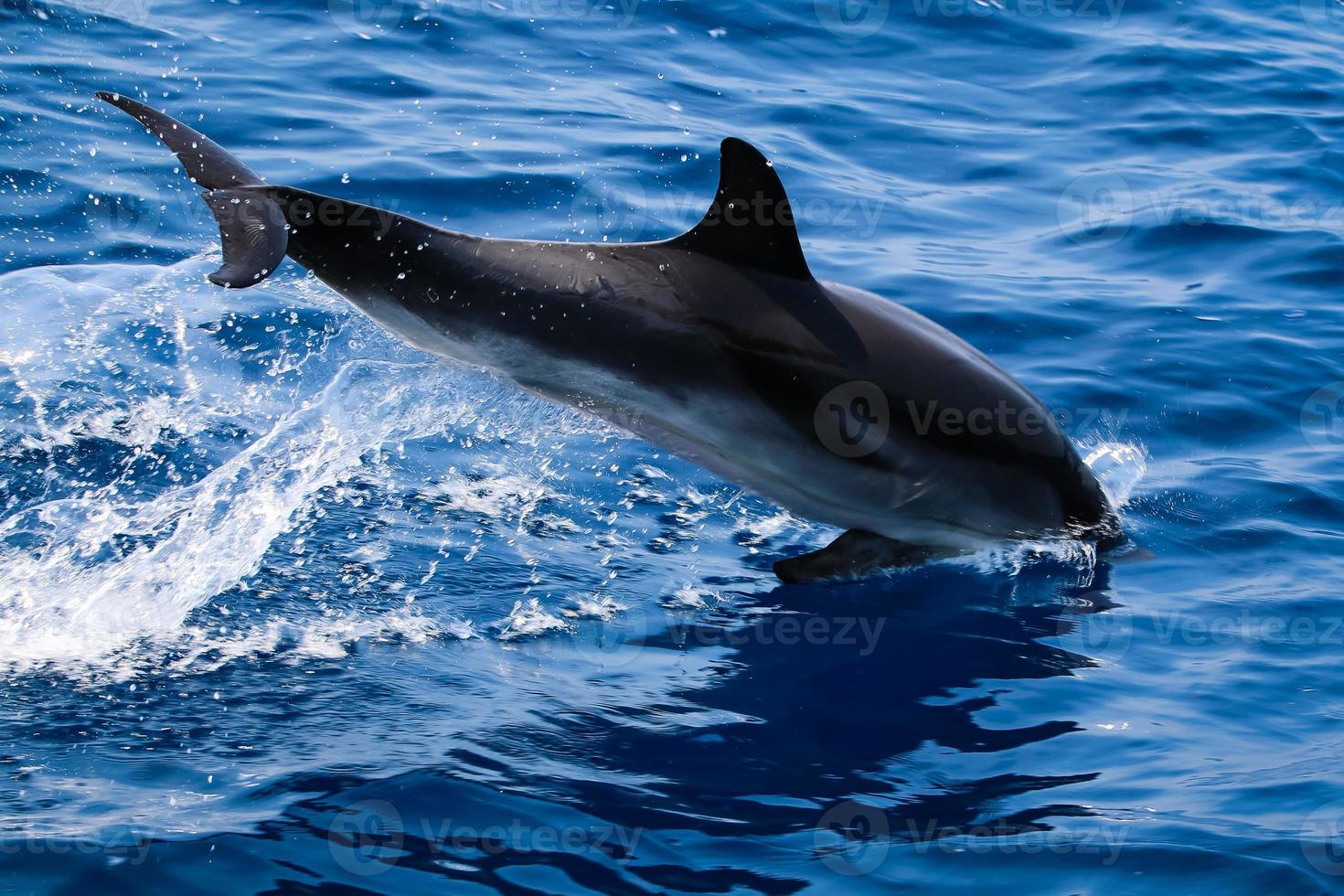 los delfines nadan en el primer plano de la piscina foto