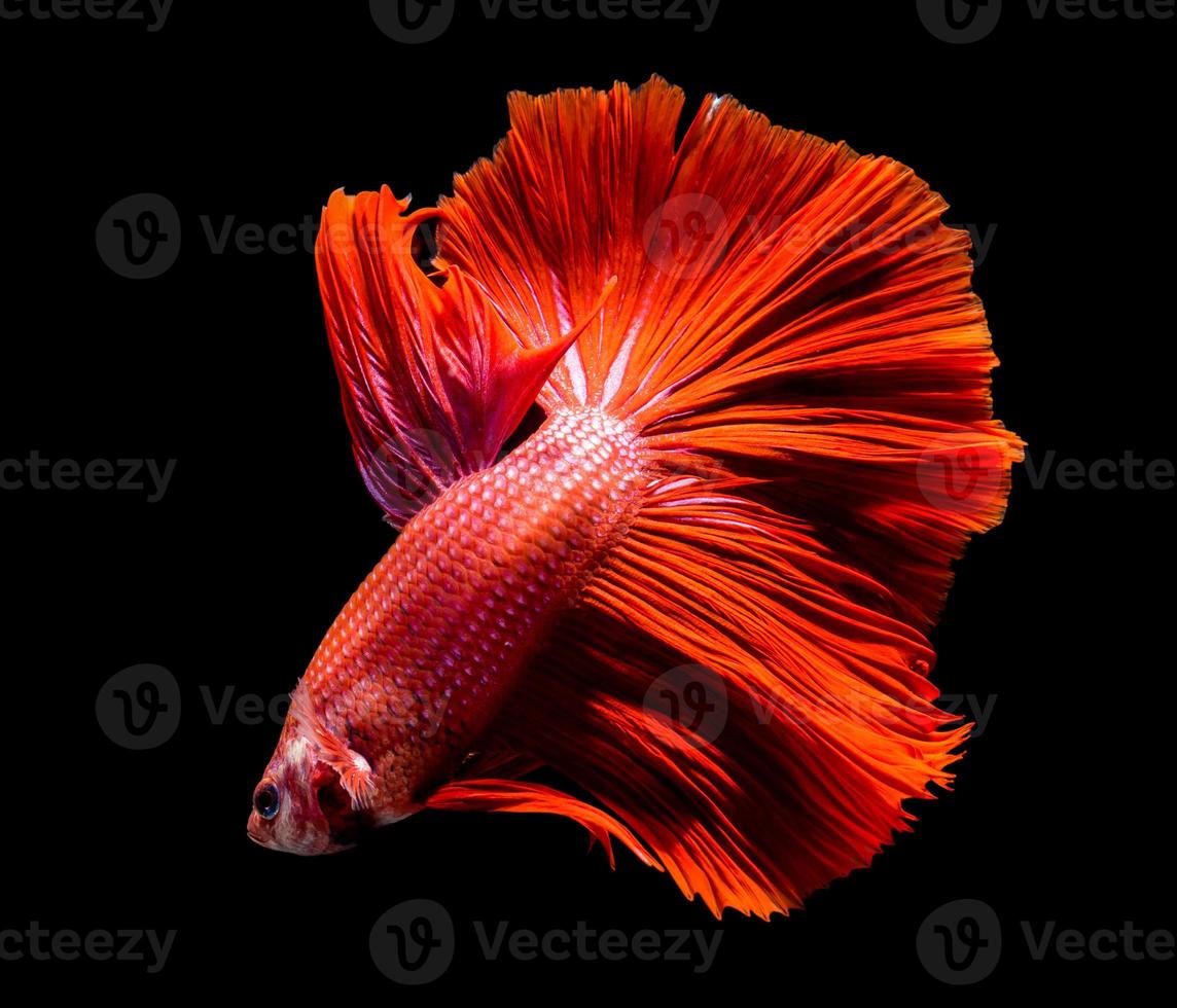 macro hermosa cola de pez rojo foto