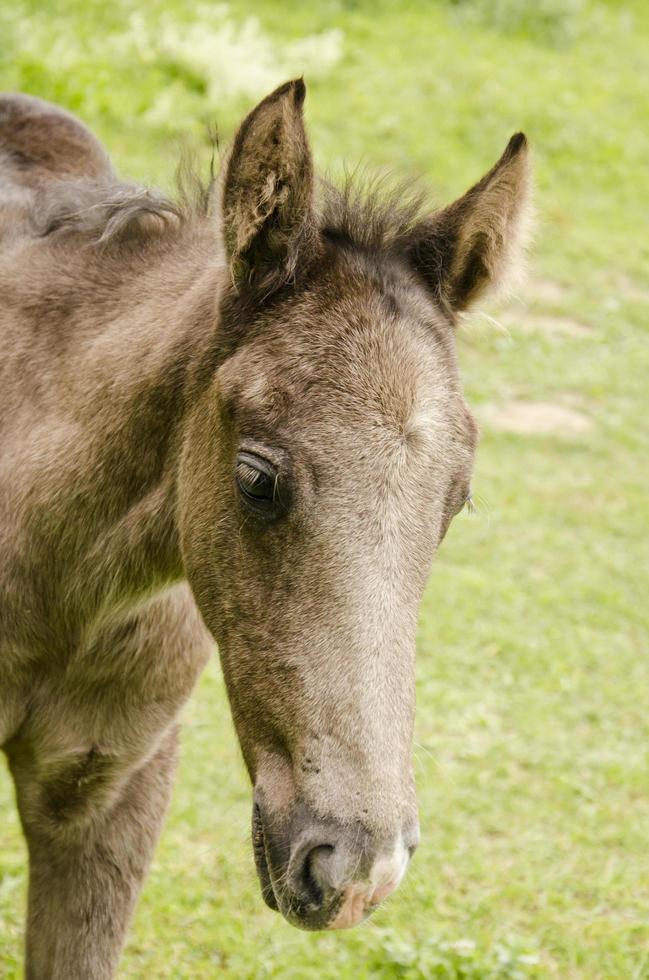 Wild horse in the field photo