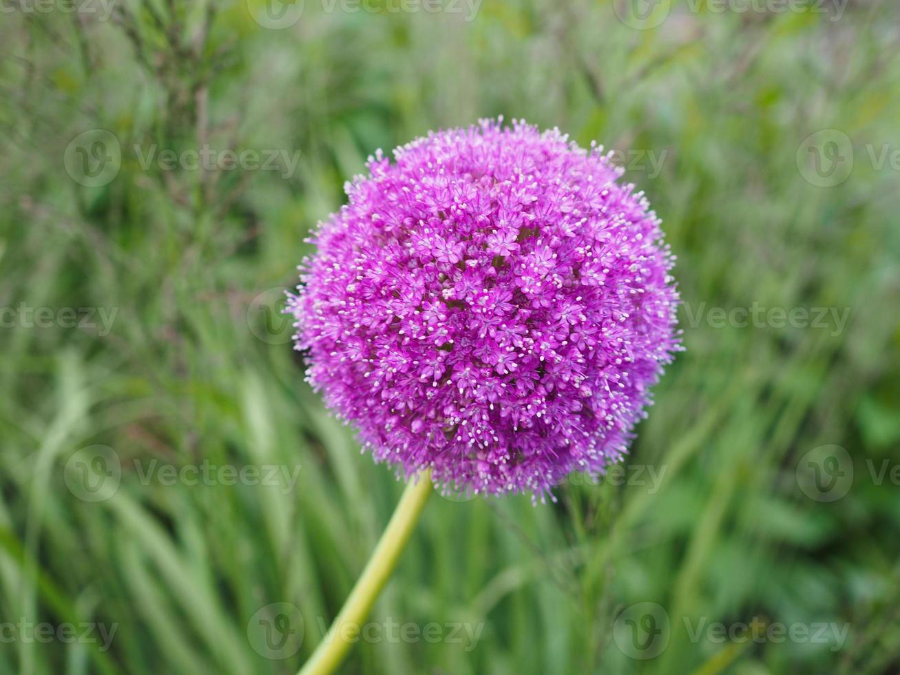 flor de allium púrpura foto