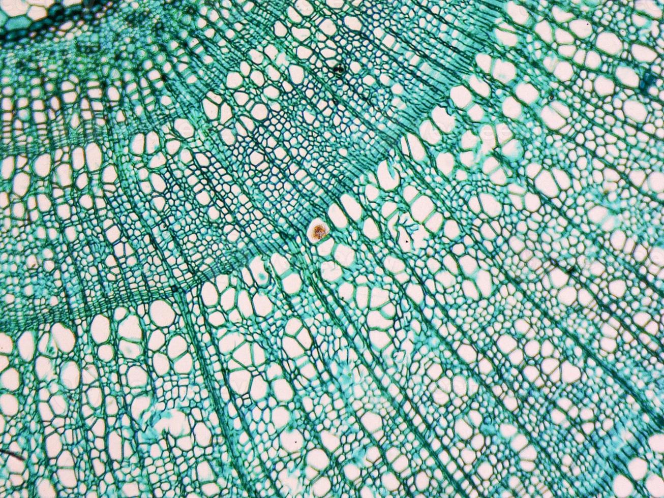 Tilia stem micrograph photo