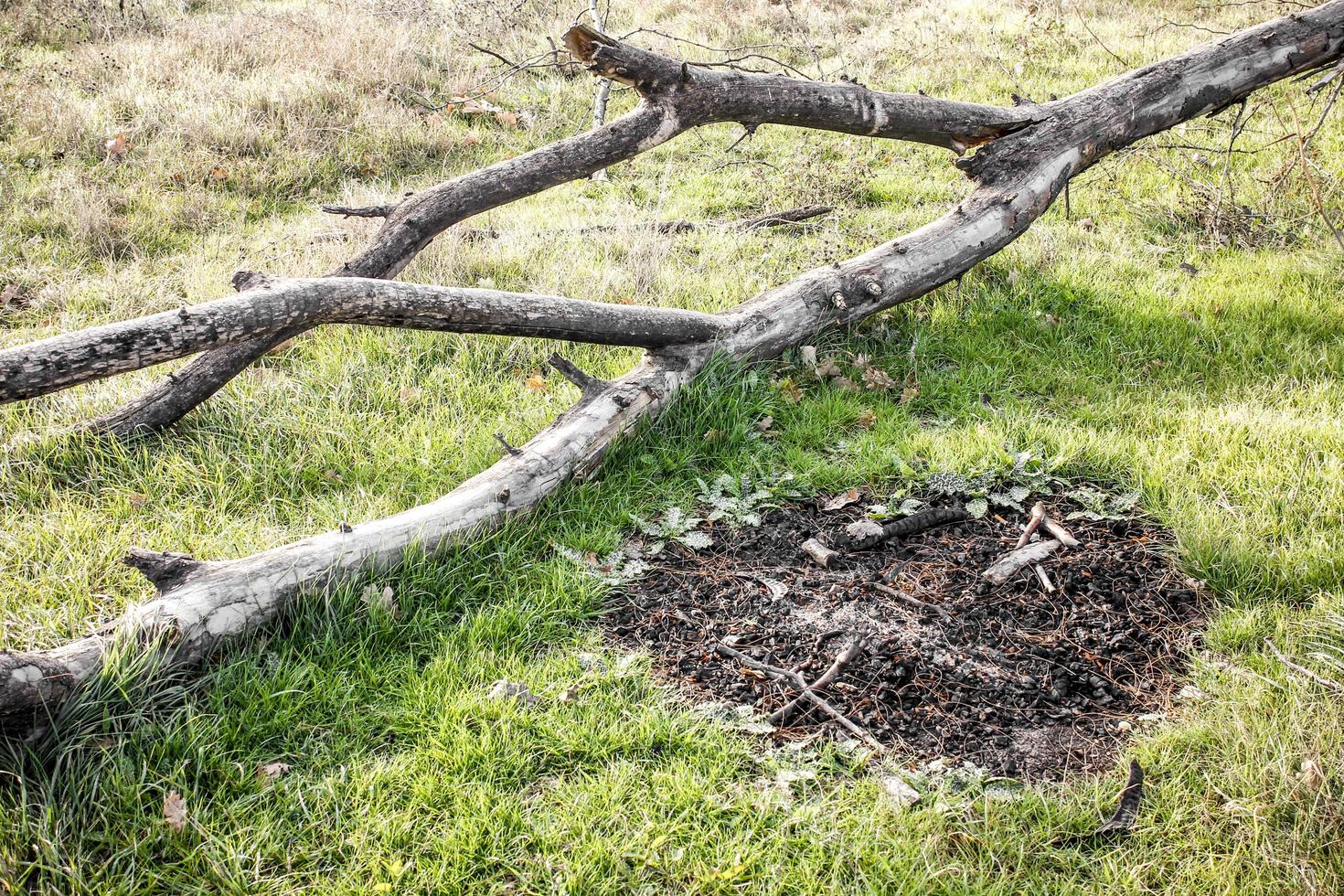 árbol caído y ceniza en la hierba foto