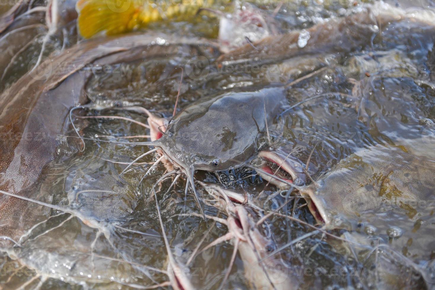 Catfish eating from feeding food on water surface ponds - Freshwater fish farm photo