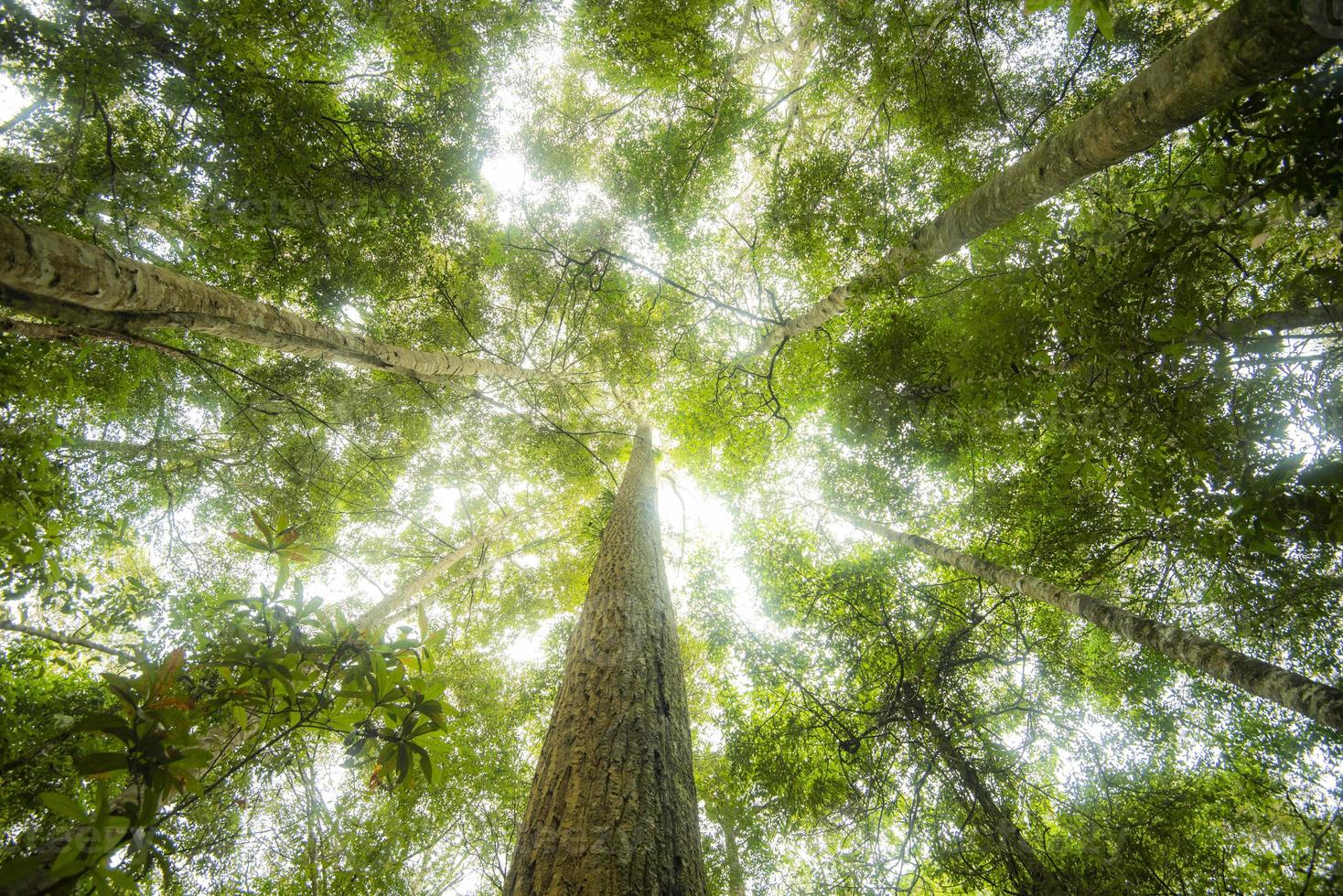 Green jungle tree with green leaves and sun light and plant detail nature in the forest look under tree - beautiful bottom view to the tree top photo
