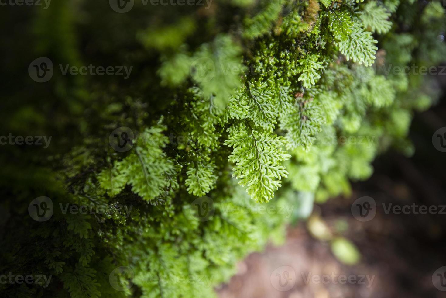 green fern detail nature in the rain forest with moss on the rock - close up plant photo