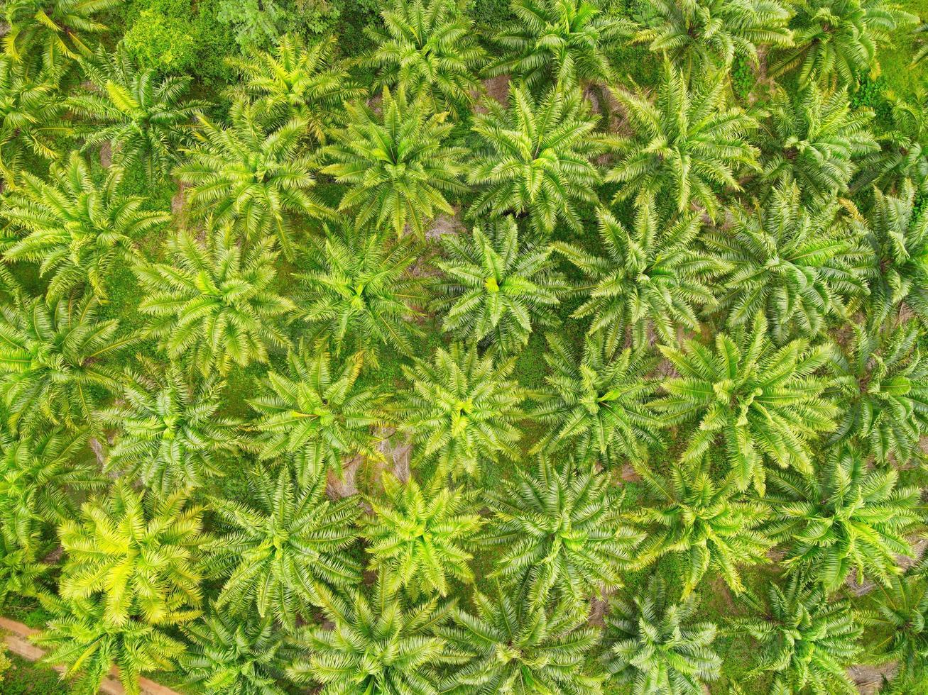 Aerial view of the palm tree green fields nature agricultural farm background, Top view palm leaves from above of crops in green, Bird's eye view tropical tree plant photo