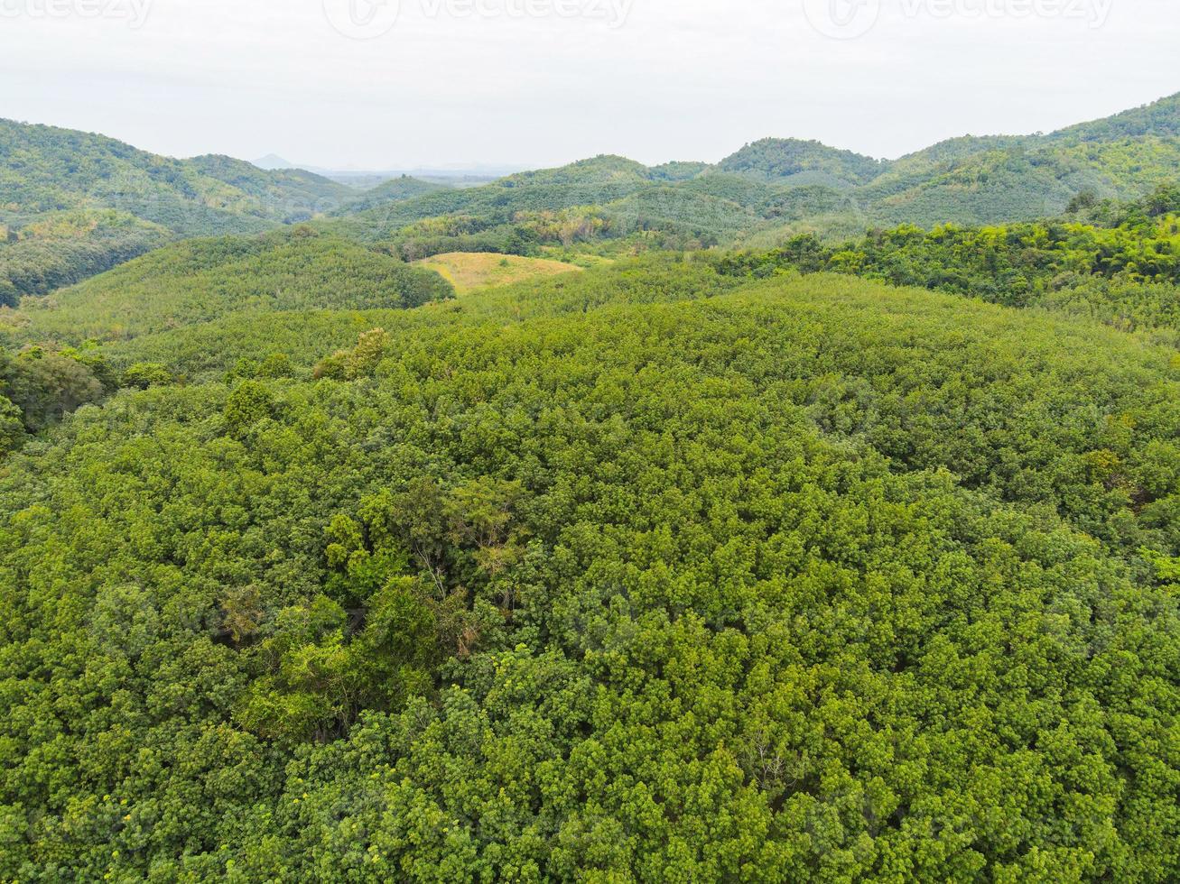 Aerial view forest tree rubber tree leaves environment forest nature background, green tree top view forest from above, rubber tree plantation on mountain photo