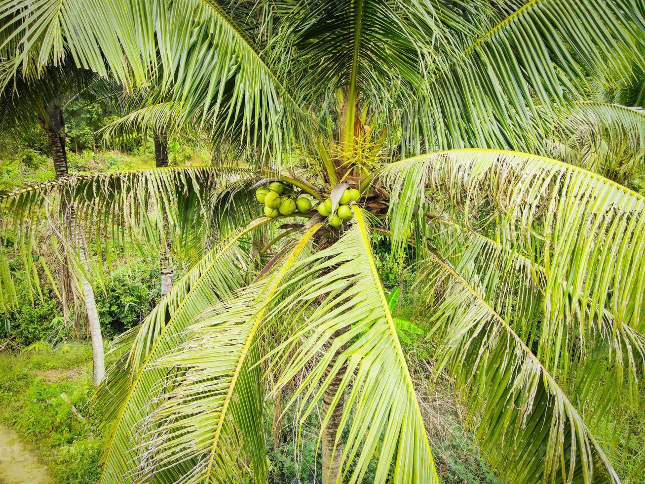 Coco joven en el árbol, fruta tropical de la palma de coco verde fresca en la planta en el jardín el día de verano foto