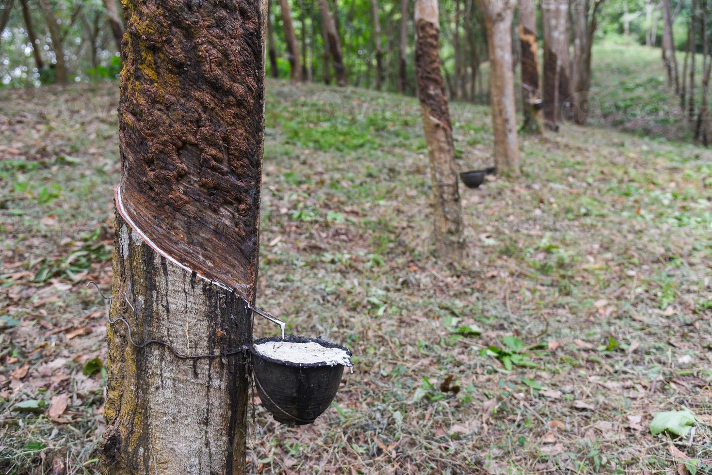 Rubber plantations with rubber latex in bowl extracted from rubber tree plantation agriculture of asian for natural latex photo