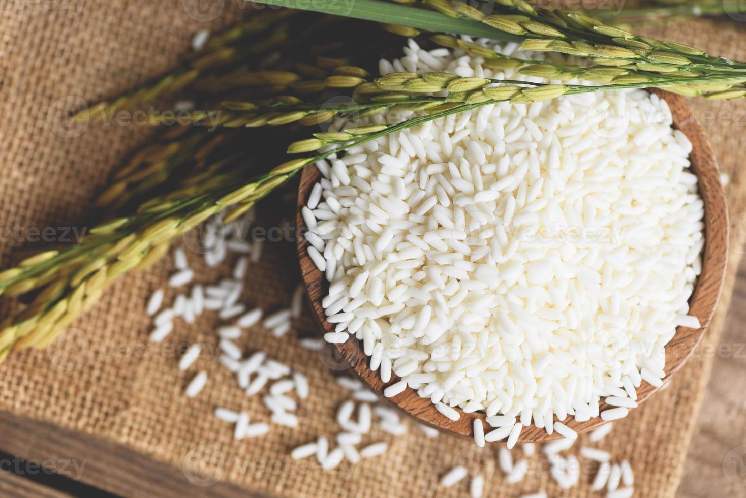 Jasmine white rice in wooden bowl and harvested yellow rip rice paddy on sack, harvest rice and food grains cooking concept photo