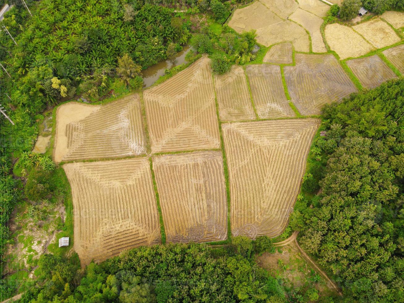 Top view harvest rice field from above with agricultural crops yellow ready to harvest, Aerial view of the rice field area fields nature agricultural farm, Birds eye view farm photo