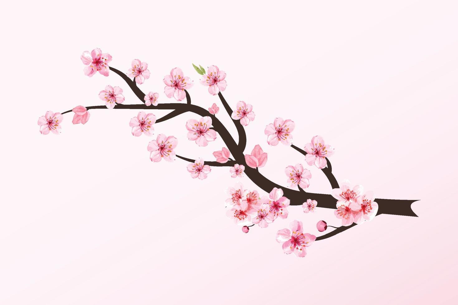 Cherry blossom branch with Sakura flower vector. Sakura flower branch illustration. Cherry branch with pink sakura. Realistic watercolor cherry flower vector. Japanese Cherry blossom vector. vector