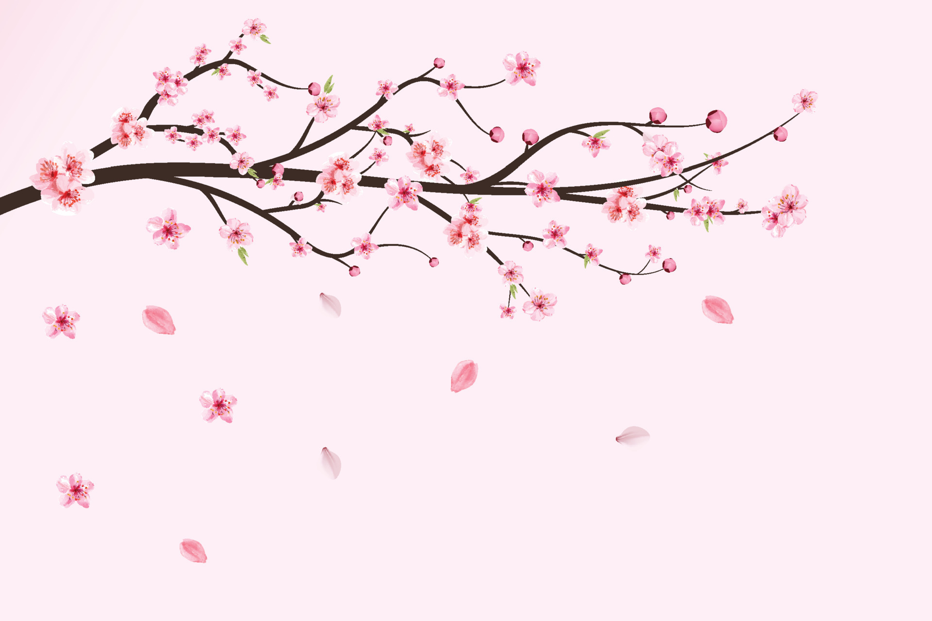 japanese cherry blossom leaves