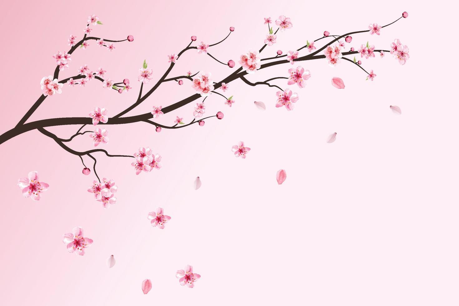 Realistic cherry blossom branch. Pink Sakura flower falling. Sakura with blooming watercolor flower. Cherry blossom leaves falling. Japanese Cherry blossom vector. Watercolor cherry flower vector. vector