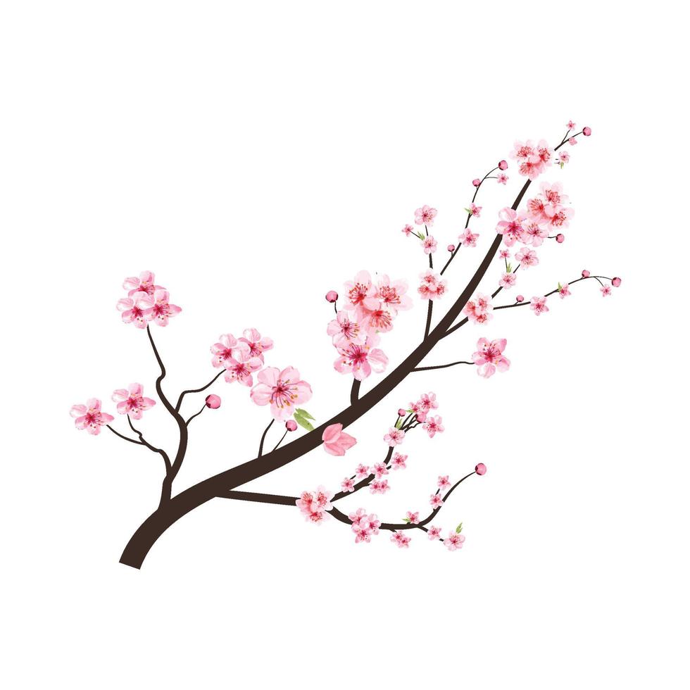 rama de flor de cerezo con vector de flor de sakura rosa. flor de cerezo con