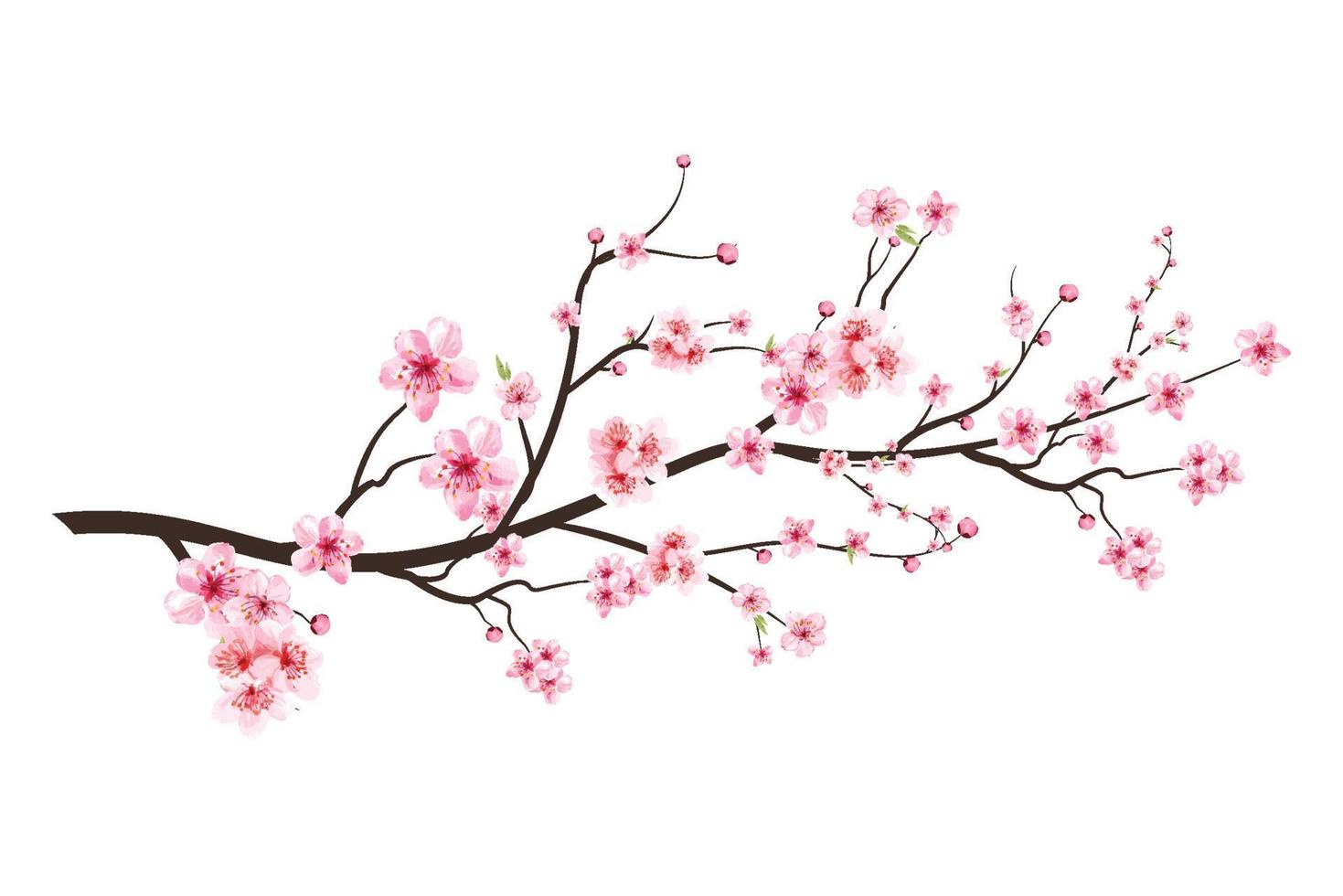 Realistic Cherry blossom branch. Cherry blossom with pink Sakura flower vector. Japanese Cherry blossom vector. Sakura branch with blooming watercolor flower. Pink watercolor cherry flower vector. vector