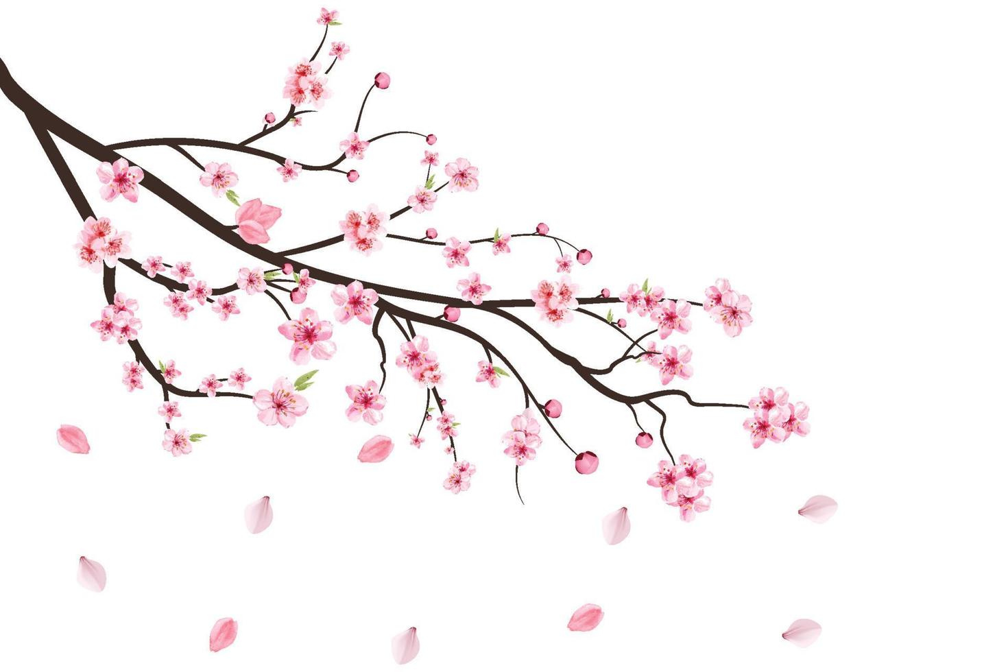 Cherry blossom branch with blooming Sakura. Realistic watercolor cherry flower. Cherry blossom leaves falling. Cherry branch with sakura. Pink Sakura leaf falling. Sakura flower branch illustration. vector