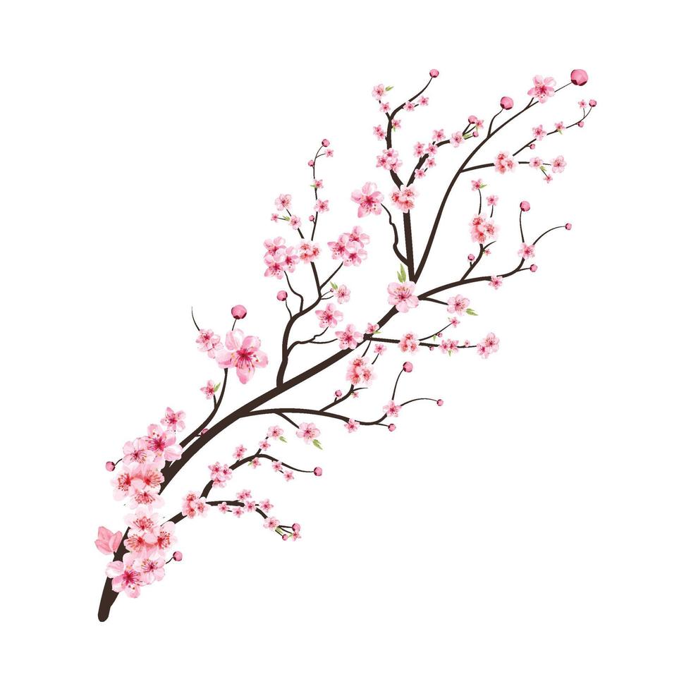 rama de flor de cerezo con vector de flor de sakura rosa. rama de flor de cerezo realista. vector de flor de cerezo japonés. Ilustración de flor de cerezo acuarela rosa. vector de rama de flor de sakura.