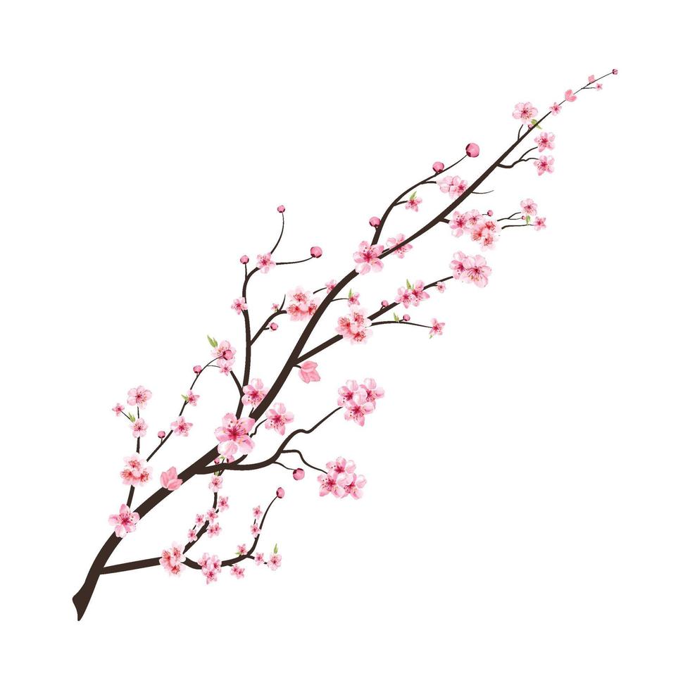 rama de flor de cerezo realista. vector de flor de cerezo japonés. flor de cerezo con flor de sakura en flor de acuarela. Ilustración de rama de flor de sakura rosa. vector de flor de cerezo acuarela.