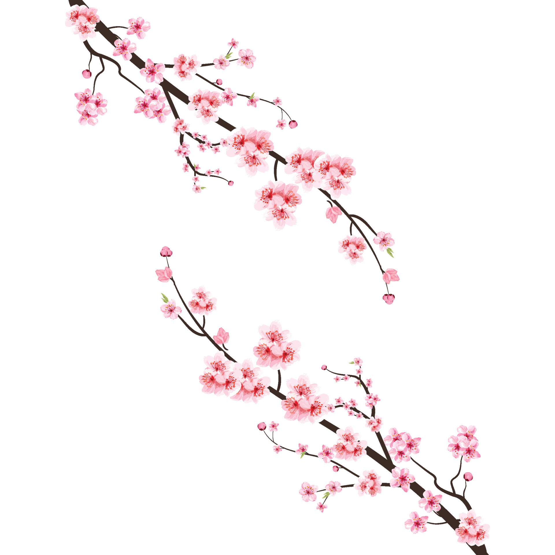 Cherry Blossom With Watercolor Sakura Flower Japanese Cherry Blossom