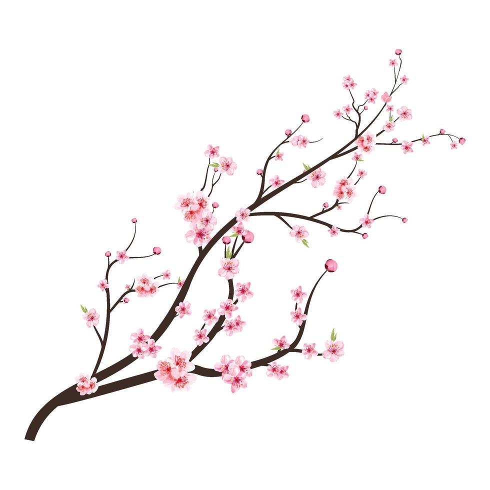 Japanese Cherry blossom vector. Cherry blossom branch with Sakura flower. Cherry blossom with pink watercolor Sakura flower. Watercolor cherry flower vector. Sakura branch vector. vector