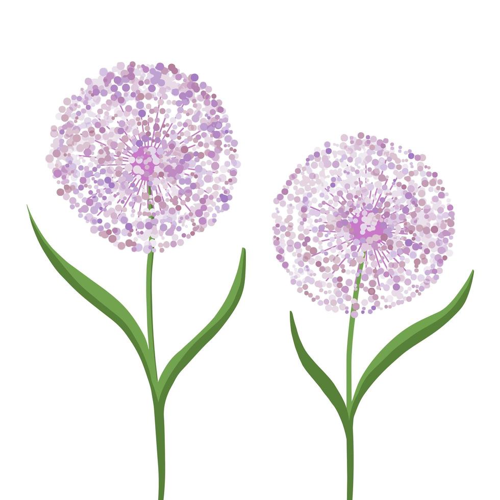 flor de allium, lazo decorativo sobre un fondo blanco. bola púrpura de flores. Ilustración para impresión, fondos, papeles pintados, carátulas, embalajes, tarjetas de felicitación, carteles, pegatinas. vector