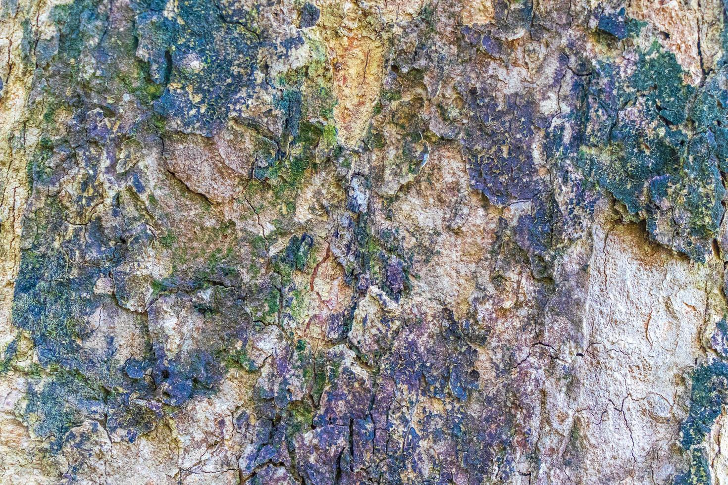Old moss grows on a tree bark Khao Lak Thailand. photo
