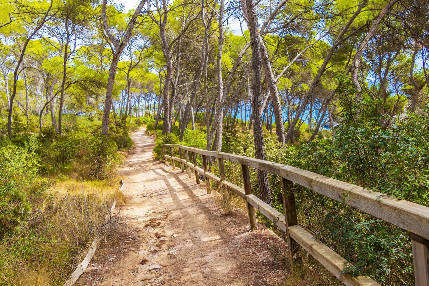 Natural walking path in forest Parc natural de Mondrago Mallorca. photo