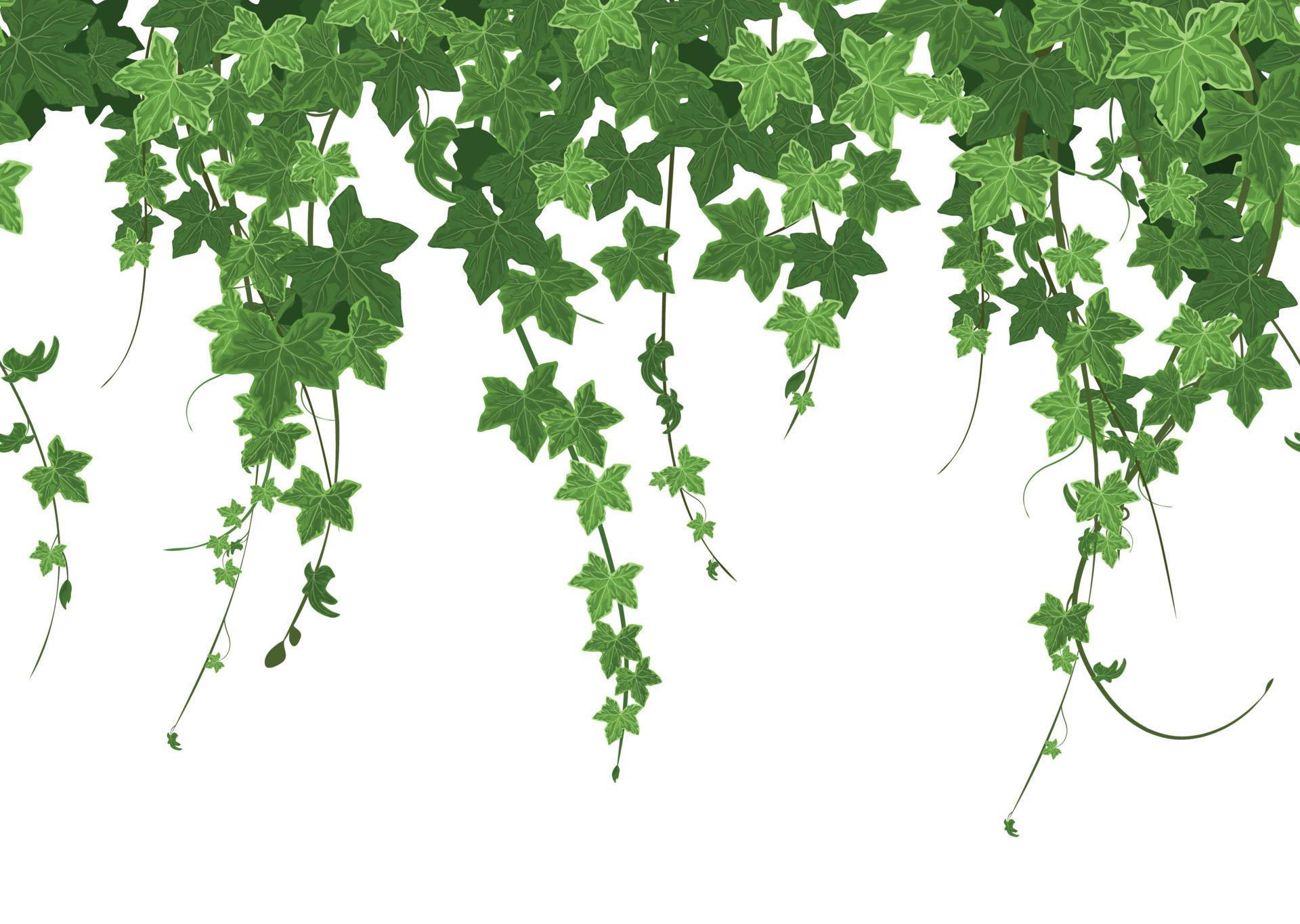 Ivy Border Seamless Composition 4728048 Vector Art at Vecteezy