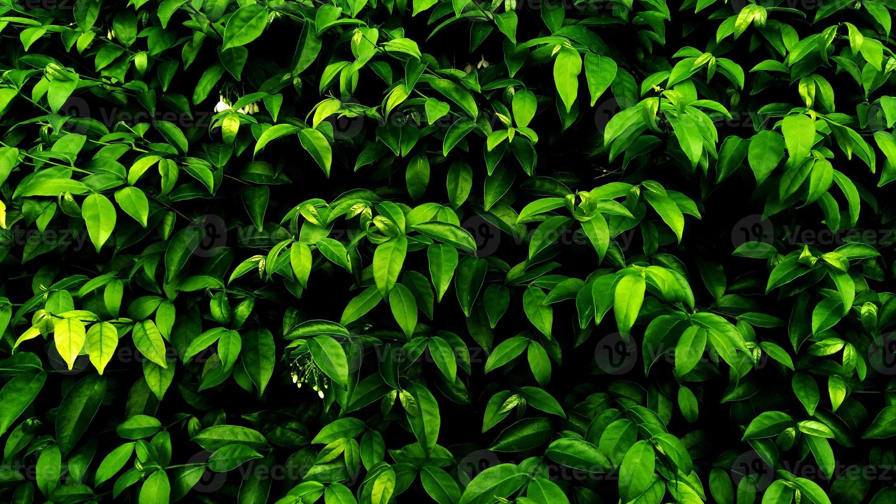 Tropical green leaf photo