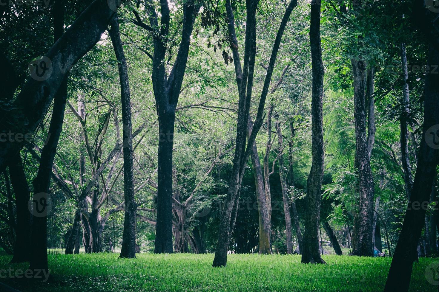 árbol verde en el parque natural. foto