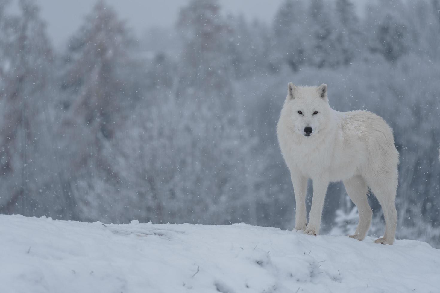 Arctic wolf in winter photo
