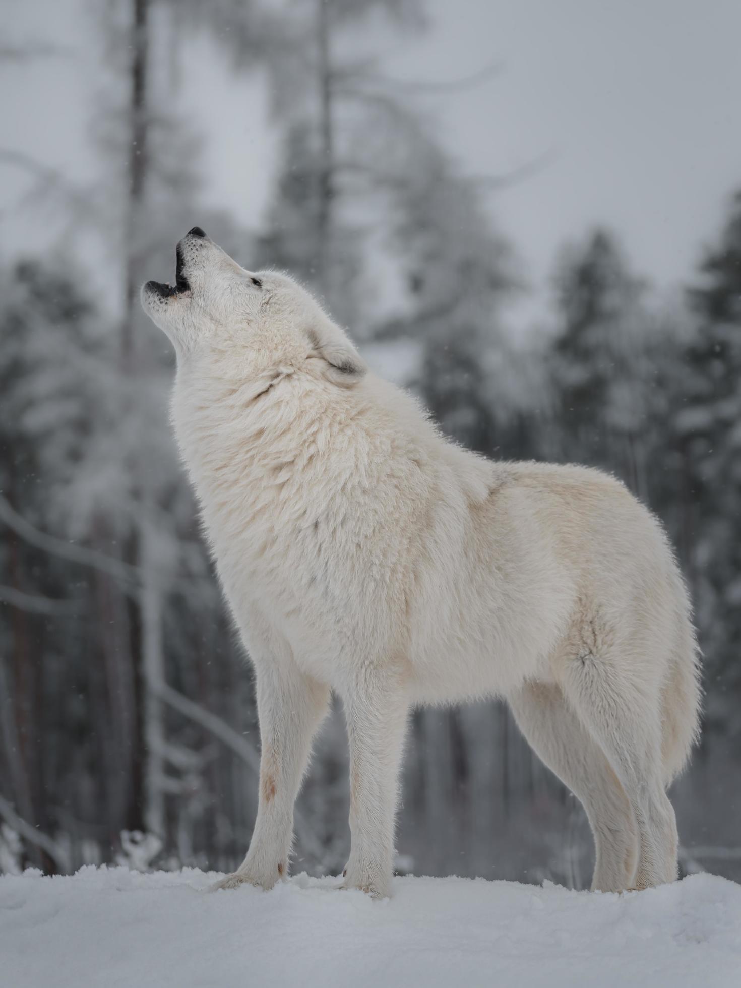 Arctic wolf howling in winter 4728266 Stock Photo at Vecteezy