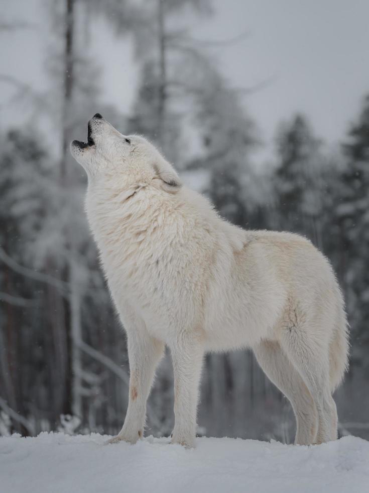 Arctic wolf howling in winter photo