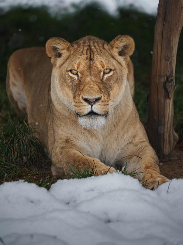 Lioness in snow photo