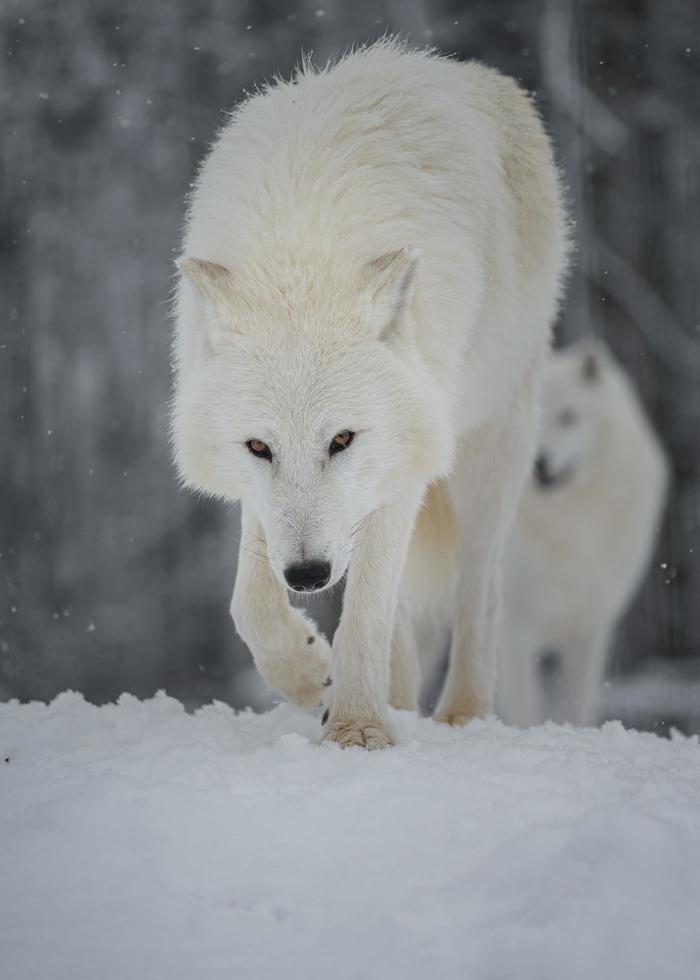 Arctic wolf in winter photo