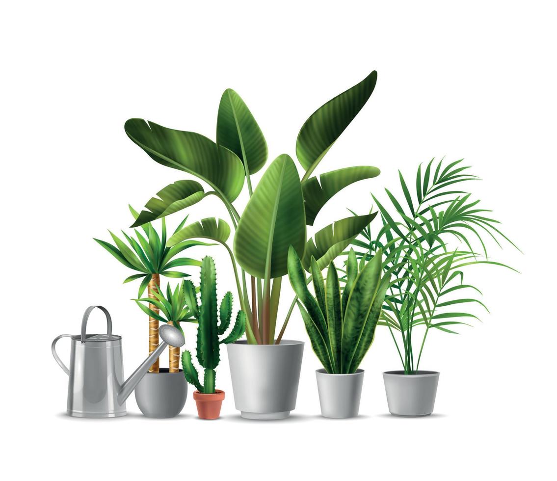 House Plants Realistic Illustration vector