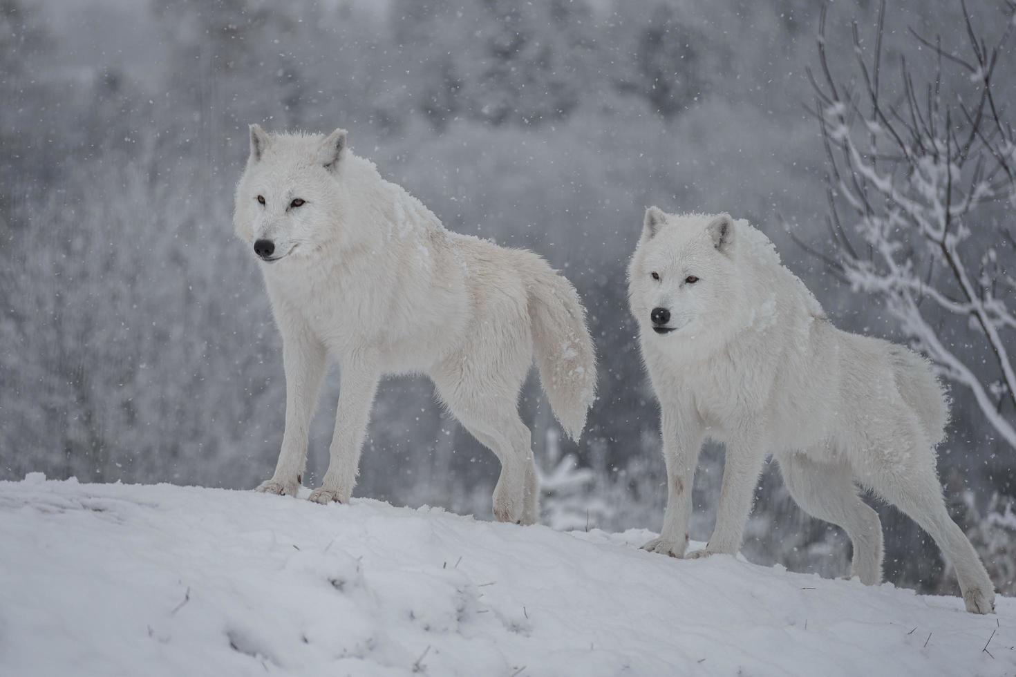 Arctic wolf in winter photo
