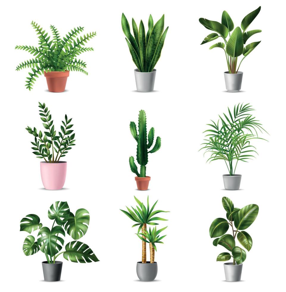 Realistic House Plants Set vector