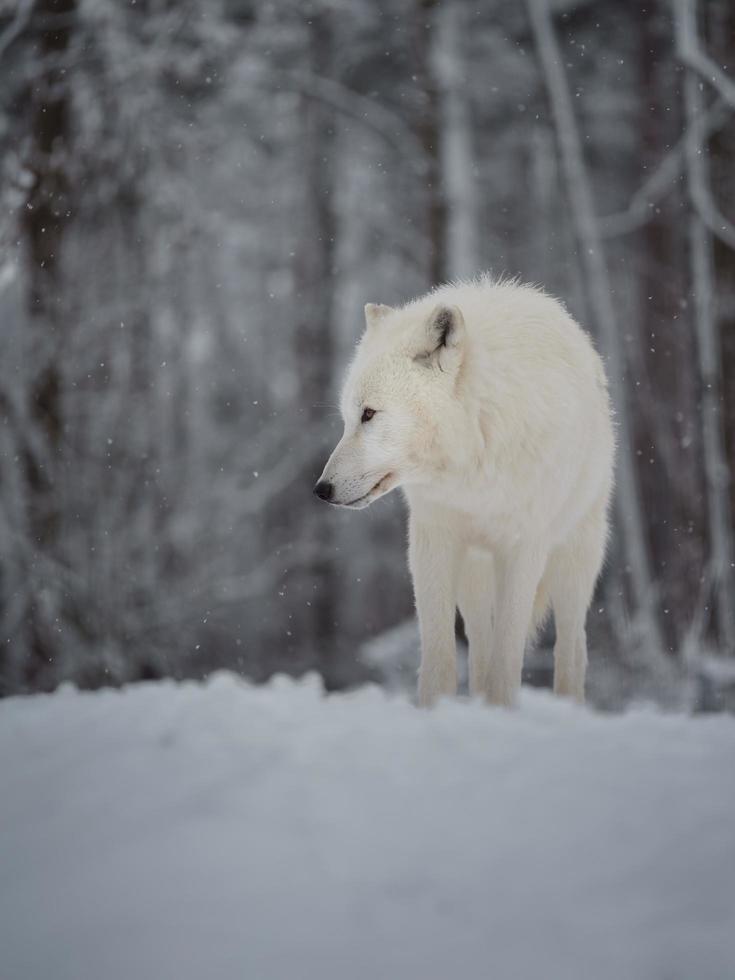 Arctic wolf in winter photo