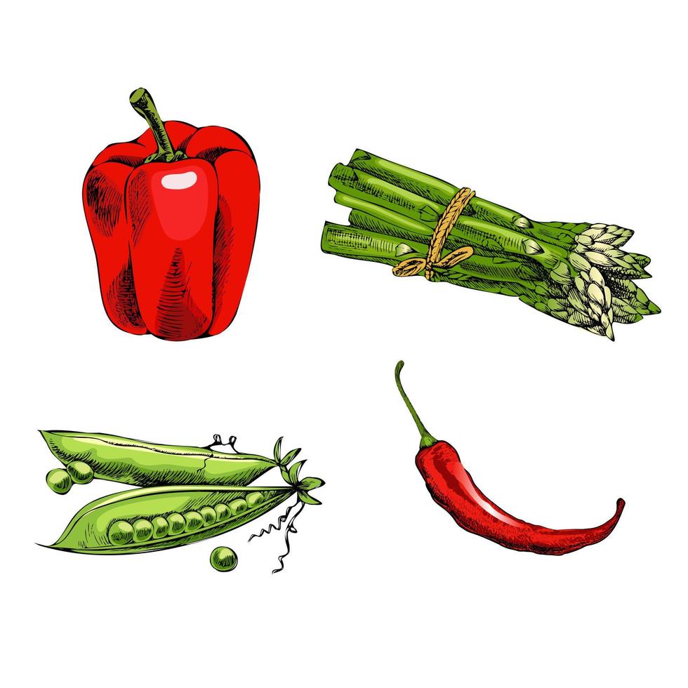 Vector hand-drawn vegetable illustration. Vintage style. Retro food menu. Vintage sketch. Asparagus, chili pepper, green pea, bell pepper.