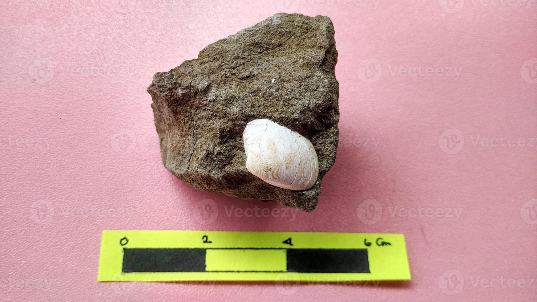 Nummulite limestone, is a sedimentary rock deposited in shallow seas, millions of years ago. These nummulites are the kingdom rhizaria and are included in the phylum foraminifera. Central Java photo