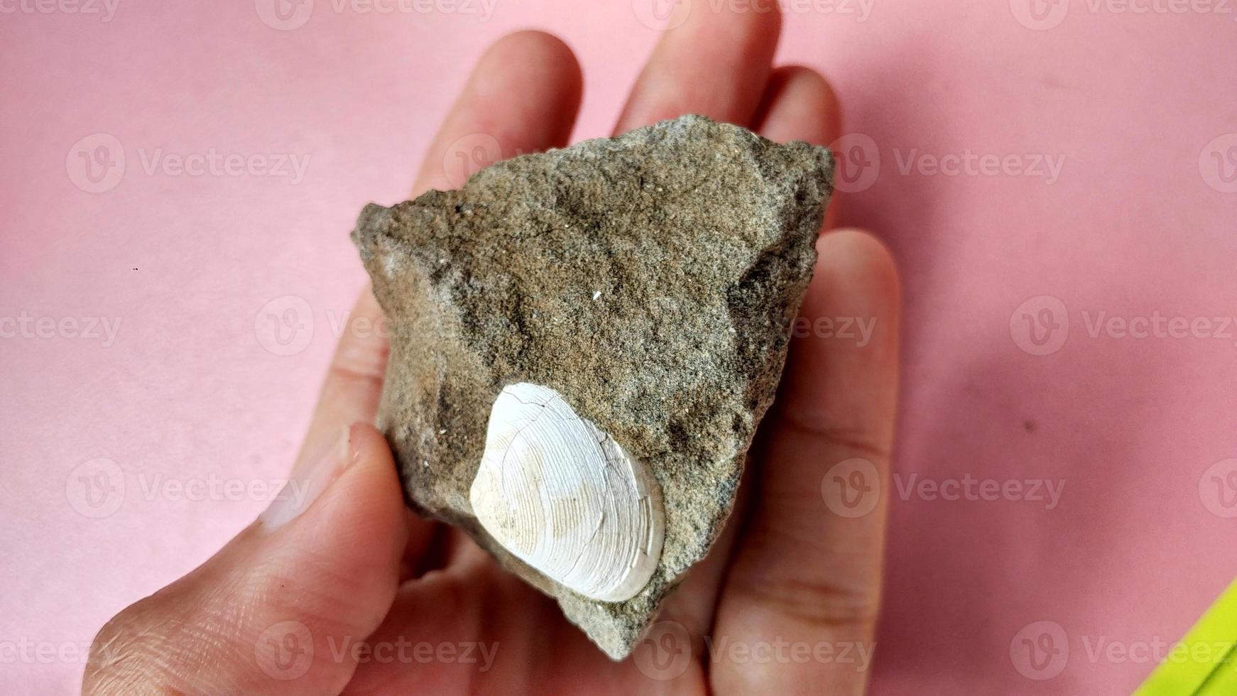 Nummulite limestone, is a sedimentary rock deposited in shallow seas, millions of years ago. These nummulites are the kingdom rhizaria and are included in the phylum foraminifera. Central Java photo