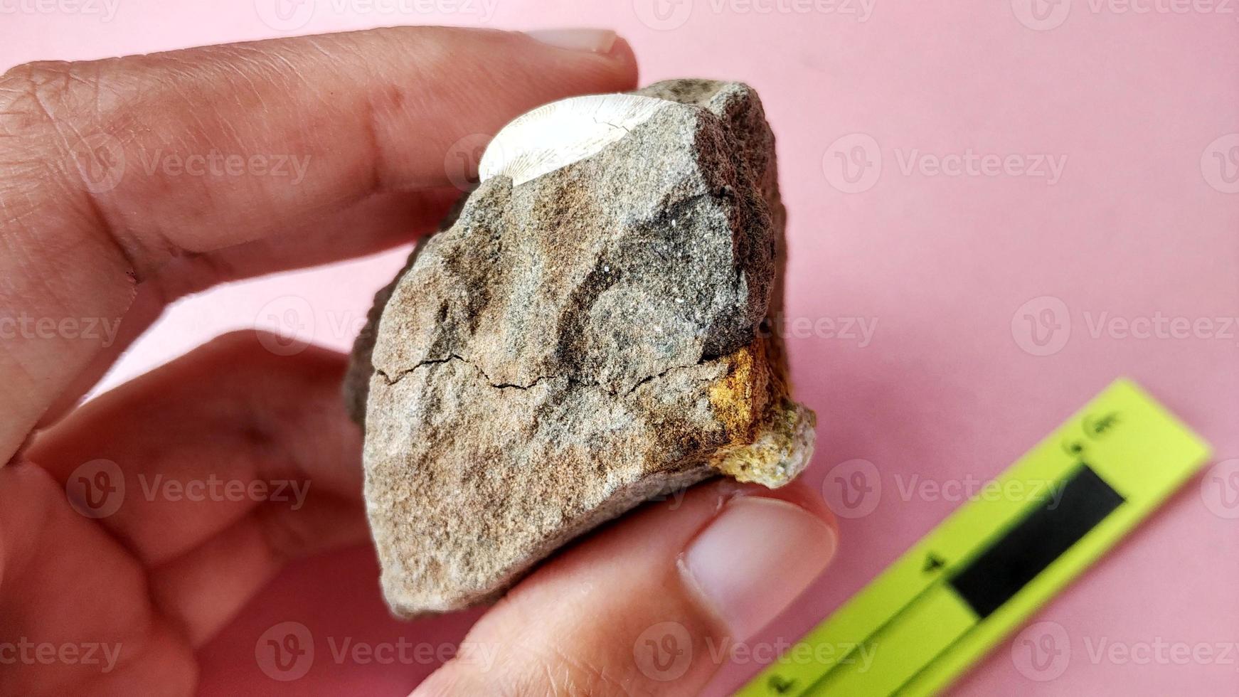 Nummulite limestone, is a sedimentary rock deposited in shallow seas, millions of years ago. These nummulites are the kingdom rhizaria and are included in the phylum foraminifera. Central Java photo