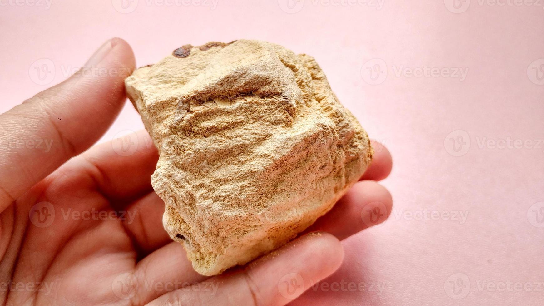 Yellow fine grained calcarenite, this sample comes from the melange zone in Karangsambung Indonesia. Carbonate deposits, of the detrital grains composing a limestone. photo